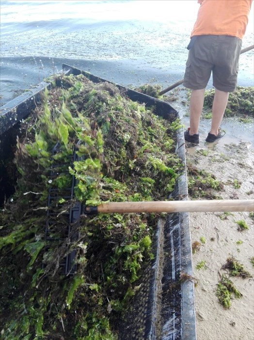 Alghe sulla spiaggia post mareggiata, scatta la pulizia