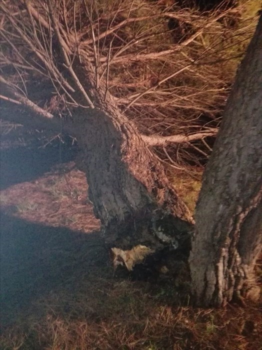 Albero caduto in via Brasile