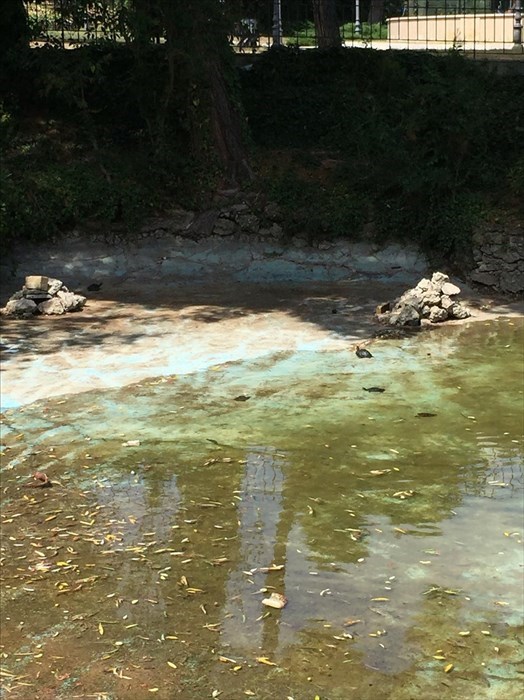 Pulizia laghetto della villa: «Poca acqua per le tartarughe, stanno morendo»