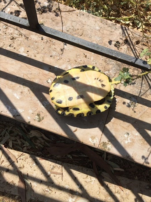 Pulizia laghetto della villa: «Poca acqua per le tartarughe, stanno morendo»