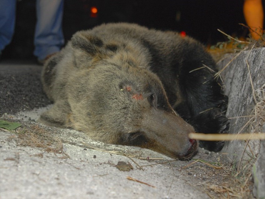 Morta investita un'orsa a Rionero Sannitico
