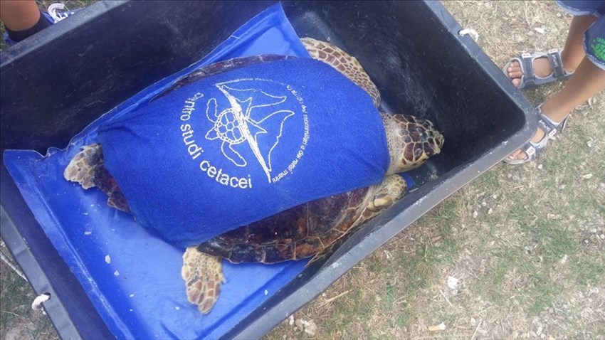 Liberate a largo di Vasto le tartarughe Caretta caretta
