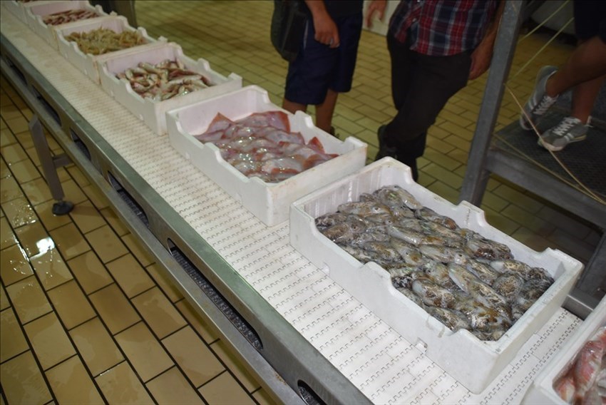 Il mercato ittico torna a pulsare di vita, all'asta il pesce fresco