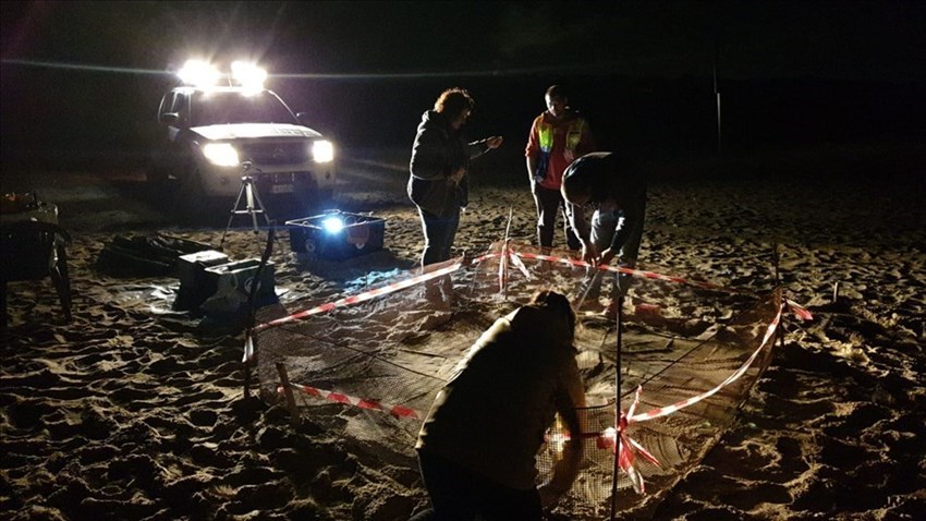 Tartarughe Caretta caretta nidificano sulla costa, sito messo in sicurezza