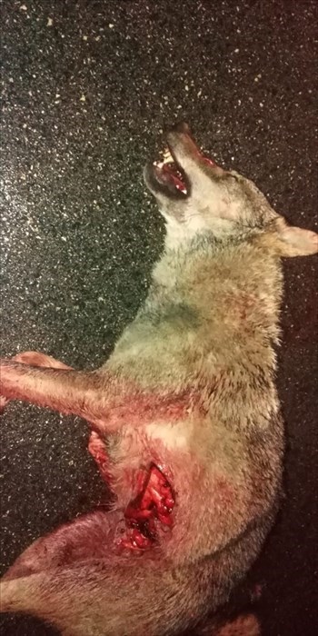 Guardia giurata investe e uccide un lupo, «Ecco com'è andata davvero»