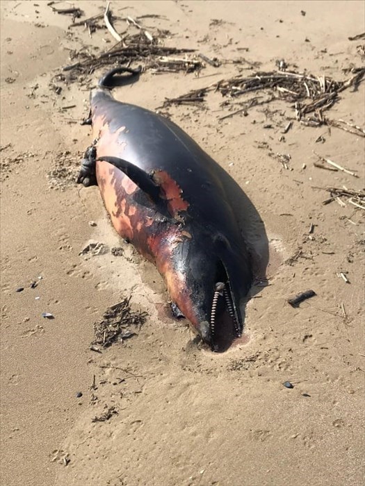 Rinvenuta carcassa di delfino spiaggiato sul litorale Nord