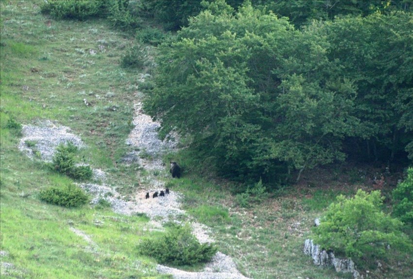 Avvistata femmina di orso marsicano con 4 cuccioli nel Parco Nazionale