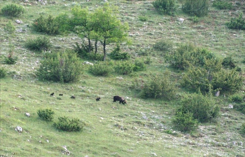Avvistata femmina di orso marsicano con 4 cuccioli nel Parco Nazionale