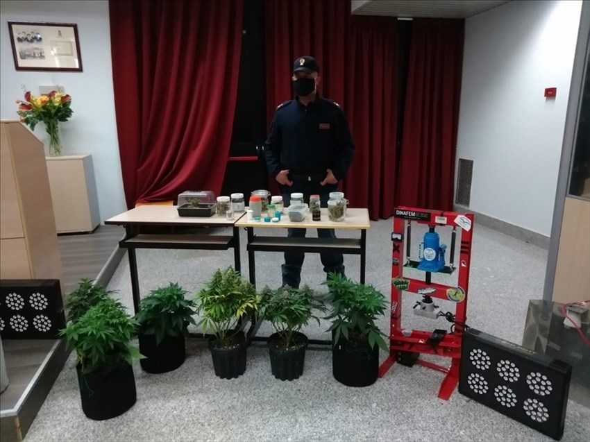 Armi da taglio, 300 grammi di marijuana e 14 piante: l'operazione Drug Indoor