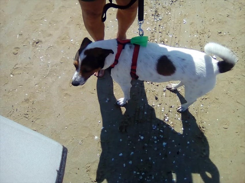 Cani sulla spiaggia, controlli da parte della Protezione civile di Vasto