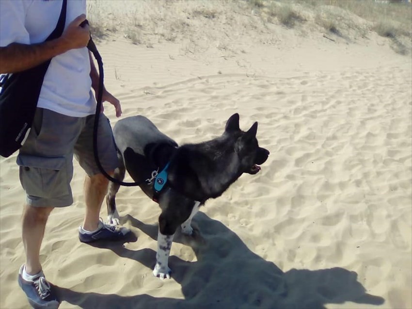 Cani sulla spiaggia, controlli da parte della Protezione civile di Vasto