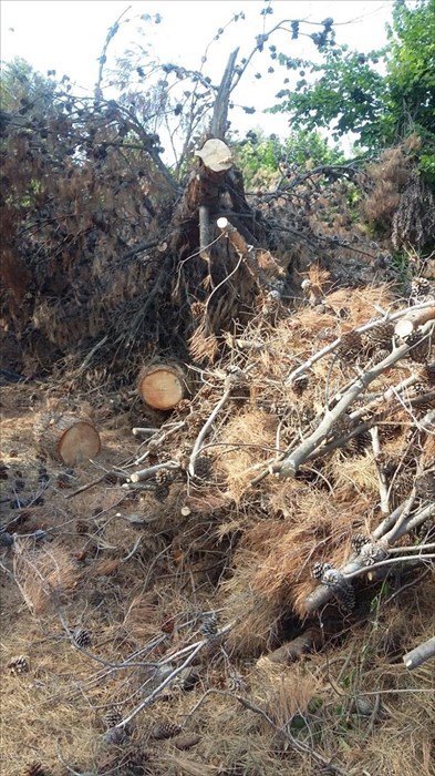 Iniziata la rimozione dei pini caduti in via Spataro