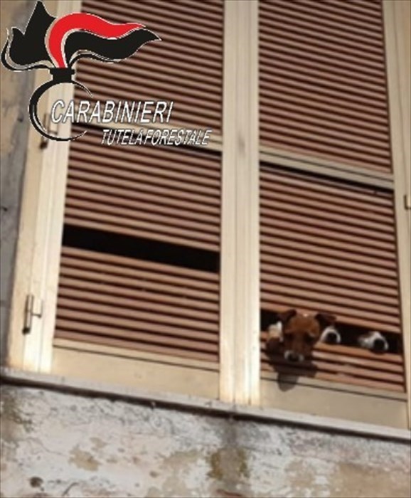Allevamento lager di cani ad Ortona: animali maltrattati