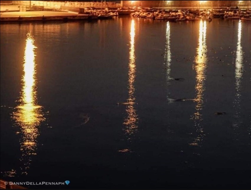 ​Delfini avvistati di notte al Porto di Punta Penna