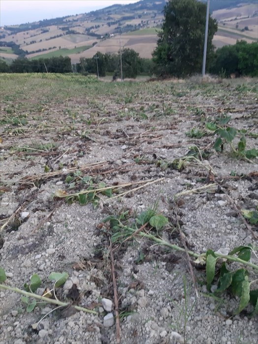 Il campo di girasoli devastato a Tavenna