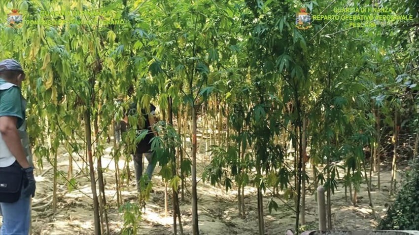 Scoperte 180 piante di marijuana lungo il fiume Salinello: un arresto