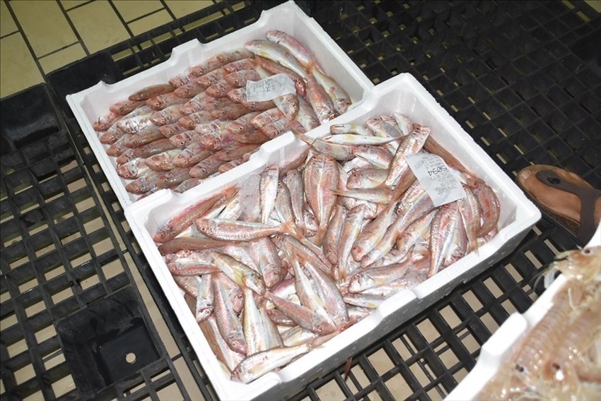 Ripreso in due step lo strascico, prime casse di pesce fresco al Mercato ittico