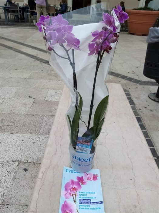 L'orchidea dell'Unicef in piazza Monumento