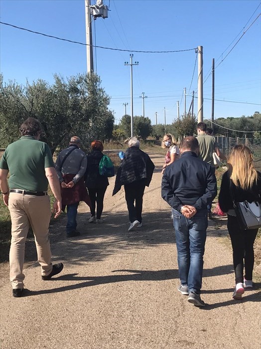 Camminata tra gli olivi a Termoli