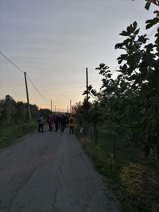 La camminata fra gli olivi a Campomarino