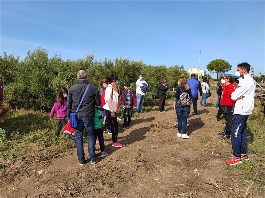 La camminata fra gli olivi a Campomarino