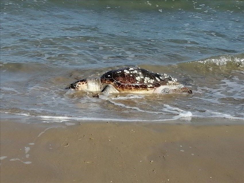 Ancora una tartaruga trovata spiaggiata sulla costa vastese