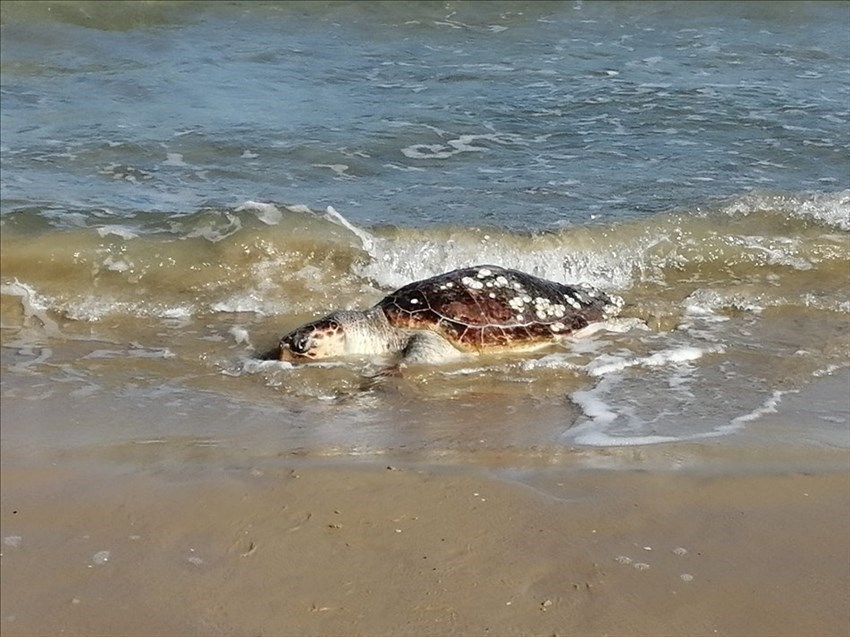 Ancora una tartaruga trovata spiaggiata sulla costa vastese