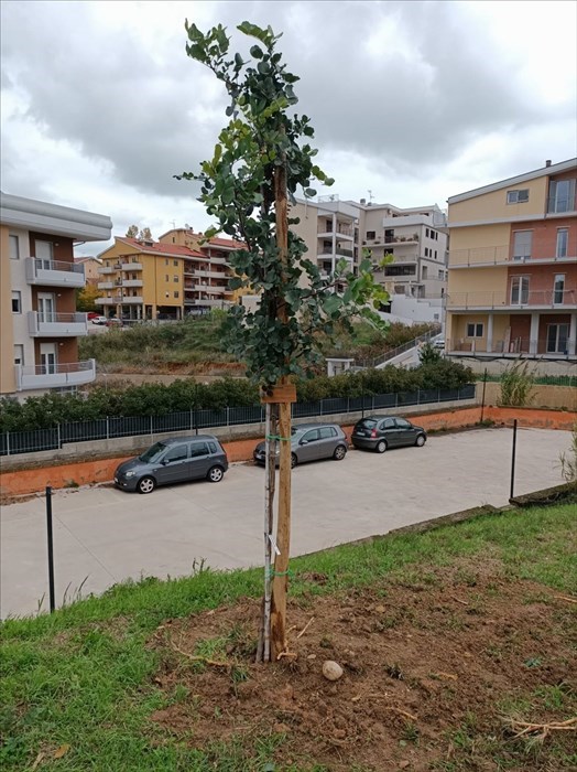 A Vasto piantati 53 alberi, uno per ogni nato nei primi  2 mesi del 2020