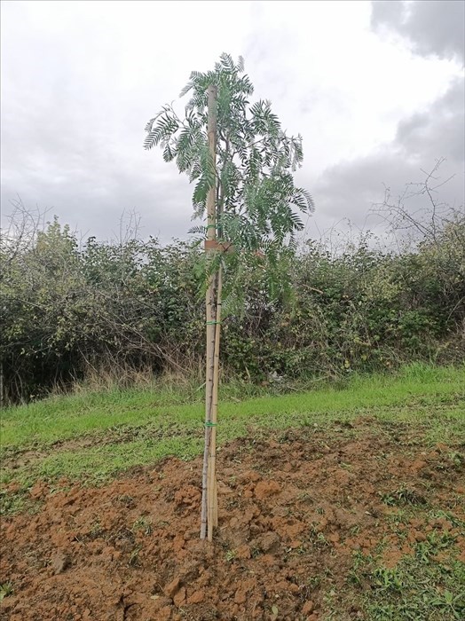A Vasto piantati 53 alberi, uno per ogni nato nei primi  2 mesi del 2020