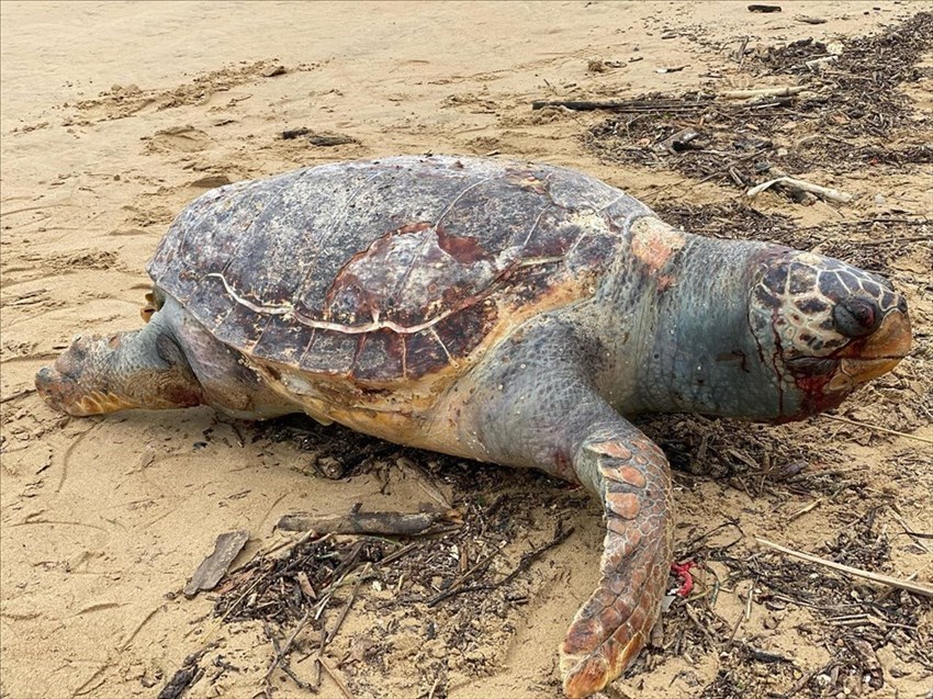 Maltempo: tartarughe e delfini spiaggiati sulle coste abruzzesi, una anche a Vasto