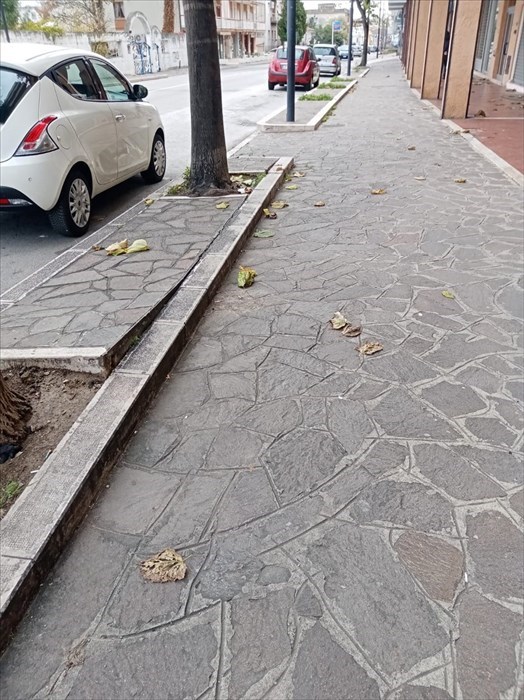 "Bene i 53 alberi piantati per ogni nato,  ma quando saranno riposizionati in Corso Mazzini"